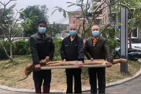 牛！寮步牛杨社区居民种出54斤巨型山药图片