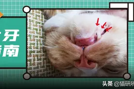 猫咪犬牙磕断了...严重吗？需要补牙吗？图片