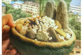 文竹如何栽培与管护？图片