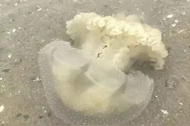 浙江一海滩现剧毒水母，看到别碰！立即远离！图片