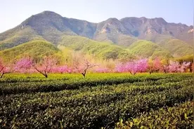 DAY2|卢仝茶园学习“铁砂掌”炒茶武功，感悟七碗茶歌的神韵图片