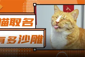 爆肝统计5000个猫名，让所有人都笑死在这些沙雕名字里图片