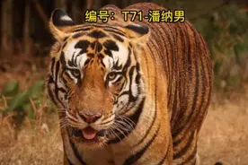 300公里之外跑来一只公虎，要挑战虎王塔伦？「虎王战记36」图片