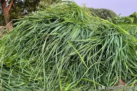 秋冬季节用什么牧草养鱼比较适合？图片
