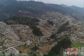 房县八里村万亩樱桃花盛开迎客来图片