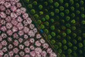 本周六！贵阳路边音乐会·贵安樱花园沉浸式实景演出等你来体验～图片