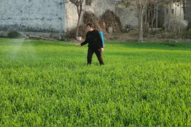 小麦要想分蘖多，苗期叶面肥这样配制效果好图片