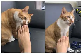 猫真的有恋足癖吗？图片