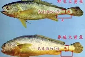 估价400万，卖了900万，一网下去捞上来一座别墅，网友直呼吃不起图片