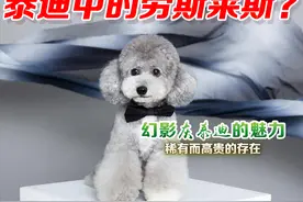 泰迪中的劳斯莱斯？幻影灰泰迪的魅力与价值图片