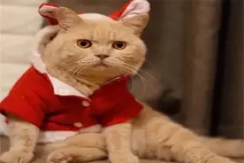 建议穷人养的10种猫，橘猫受欢迎(便宜又好养)图片