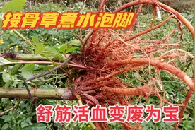 大叔烦恼的接骨草，挖回家煮水泡脚，舒筋活血，变废为宝图片