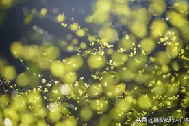 摄影技巧：前景光斑效果怎么拍？2步就能实现梦幻光斑效果图片