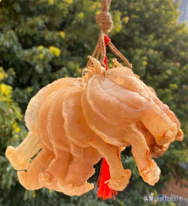 赤嘴胶是什么鱼 2026年赤嘴胶的作用与功效