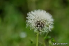 蒲公英泡水喝的好处，你都知道吗？图片