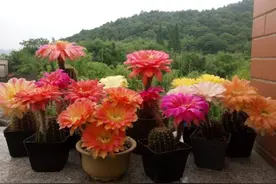 5种“怕水花”，要用小盆养，少管多晒晒，盆盆开大花图片