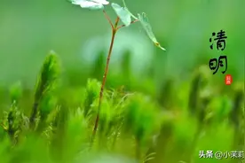 明日清明，老人说“清明吃3白，一年病不来”，3白指啥？咋吃营养图片