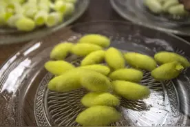 新春走基层 | 又一突破！家蚕基因国家重点实验室结出“新绿茧”图片