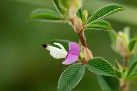 人称“公 母 草”别称“扯不齐”，生于荒野，却是插在家里的植物图片