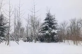 家长注意！郑州一4岁男孩玩雪摔伤手腕骨折，医生：4-6周才能恢复图片
