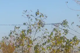 架空输电线路防鸟害的改进设计-“迎鸟架”图片