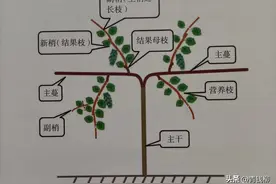 葡萄枝蔓的组成图片