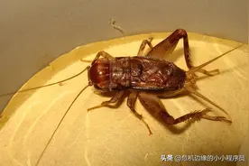 虫王蟋蟀：文化、品种、价格、产地信息、特点综合分析图片