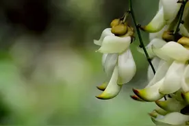 广州出发-清远2天游，游桃花湖，赏七色禾雀花，打卡英西峰林走廊图片