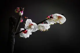 拍摄了各种梅花，杏梅是我比较喜欢的梅花之一图片