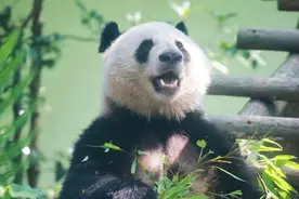 大熊猫“和风”成年啦，看看上海动物园为它准备了啥生日礼～图片