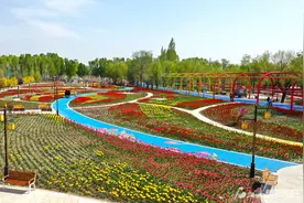 五家渠市320余万株郁金香等你来观赏图片