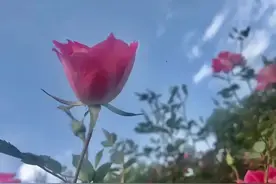 老子既然姓李，为什么不叫李子？图片