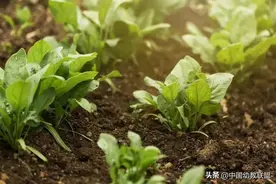 适合春季的自然教育方案，赶快收藏起来备用~图片