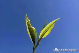 立春：春天，我看见你了图片