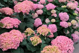 阳台养绣球花，就选“太阳神殿”，植株低矮，花大色美，花期也长图片