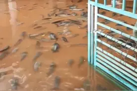 暴雨后广西老叔家里游进一群“食人鲳”，老叔懵圈：不知道哪来的图片