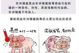 一招辨别非洲猪瘟病毒，什么是非洲猪瘟，非洲猪瘟感染有什么特点图片