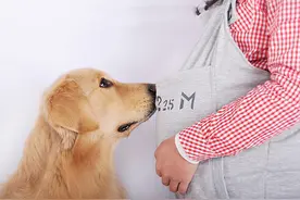 孕期真的不能养宠物吗？图片