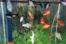 听《重生八零：媳妇有点辣》有感图片