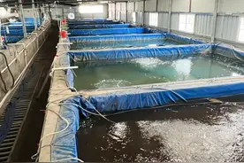 帆布鱼池养殖技术如何？帆布鱼池养鱼可靠吗？图片
