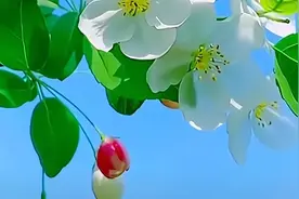 教师退休还发放奖励性绩效工资吗？首先要清楚绩效工资是怎么回事图片