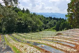 贵州水城：小小山桐子 托起致富梦图片