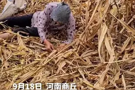 泪目！老人坐在地里耐心捡拾玉米粒 “苦日子虽过去，但粮食浪费一粒也心疼”图片