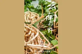 云南的春天，到底有多野？图片