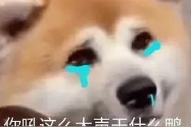 狗狗表情包（5）｜努力进入你的世界图片