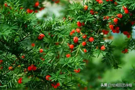剧毒植物在身边，一个比一个危险，见到了一定要远离图片