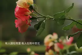下雨天唯美句子图片文案‖ 每一次听雨，都是在与自己和解图片