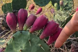 养仙人掌就该养这1种，开花美，果实营养又好吃图片