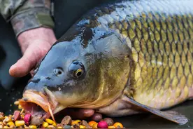 钓鲫鲤草鲢鱼窝料制作搭配及味型选择，野外钓鱼如何打窝技巧方法图片