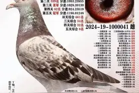 「鸽讯」台风天拼出来的暴风战鸽”！三合诚五关鸽王来了图片
